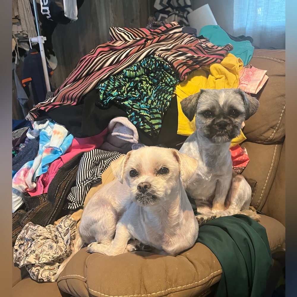 Please buy our moms clothes so we can have our chair back 🤣